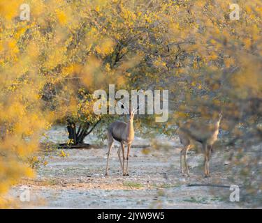 A male Arabian Gazelle (Gazella arabica), standing amongst yellow flowering desert brush in the wild in Dubai, United Arab Emirates. Stock Photo