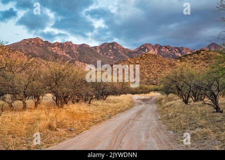 Santa Rita Mountains, view from Proctor Road (Forest Road 781), Madera Canyon area, mesquite trees, sunset, Coronado National Forest, Arizona, USA Stock Photo