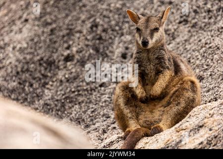 Rock Wallaby sits on a rock at Magnetic Island, Australia Stock Photo