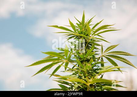 Bud growing on a marijuana plant in the process of flowering Stock Photo