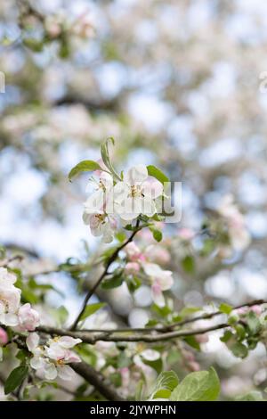 Soft pink apple blossoms in spring Stock Photo