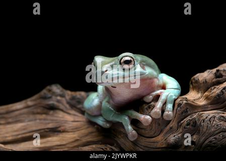 The Australian green tree frog (Ranoidea caerulea) on the tree bark Stock Photo