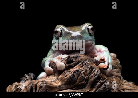 The Australian green tree frog (Ranoidea caerulea) on the tree bark Stock Photo