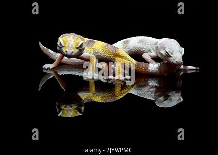 Portrait of a leopard geckos in black background Stock Photo