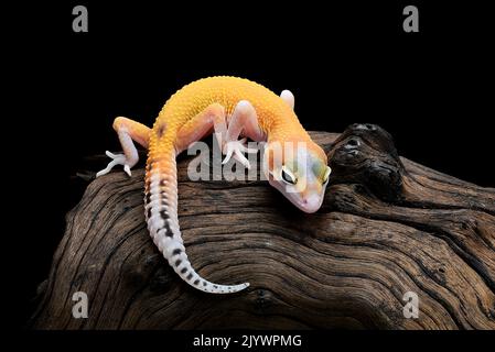 leopard gecko isolated on black background Stock Photo