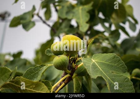 close up of fresh figs in the tree Stock Photo