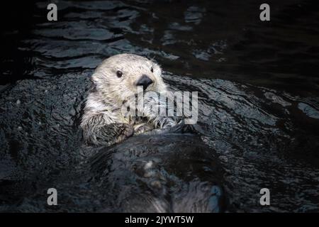 Sea otter posing in the water Stock Photo