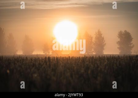 A big sun shines over the field at sunrise Stock Photo