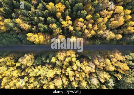 Road between yellow trees above top drone view Stock Photo