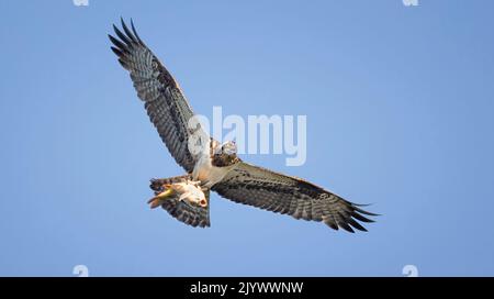 Golden Eagle with Catch Fish in Snowy Winter, Snow in the Forest