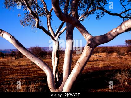 Eucalyptus Ghost Gum Tree, Pilbara, Northwest Australia Stock Photo
