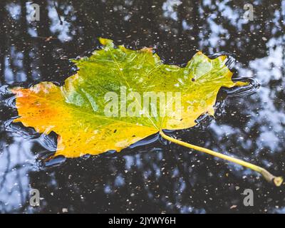 Autumn maple leaf floating on water in puddle. Fall season background Stock Photo