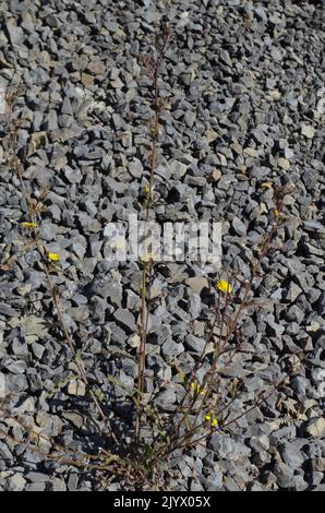 Dry Clima in a Lime Stone Quarry. Stock Photo