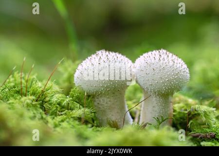 Devil's snuff box, puffball mushroom ( Lycoperdon perlatum). Stock Photo