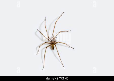 Giant house spider (Eratigena atrica / Tegenaria atrica) climbing white wall in bedroom in autumn