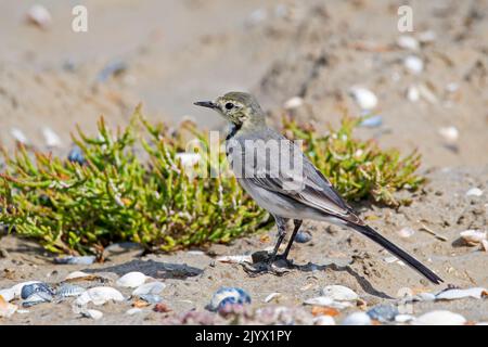 White wagtail (Motacilla alba) juvenile foraging among marsh samphire in saltmarsh / wetland in late summer / early autumn along the North Sea coast Stock Photo