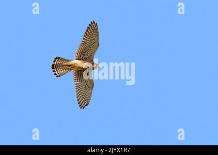 Common kestrel / European kestrel / Eurasian kestrel (Falco tinnunculus) female in flight against blue sky hunting and looking for prey below Stock Photo