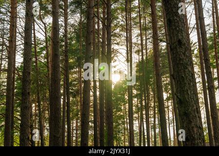 the sun peeks through the trunks of trees in the forest Stock Photo