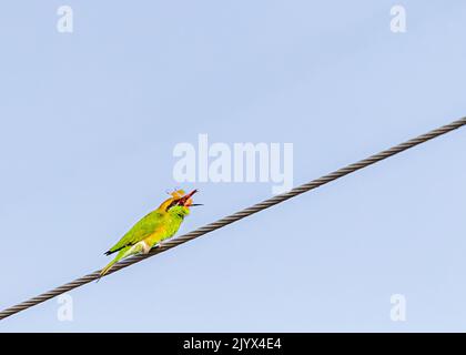 A Bee Eater eating a dragon fly while sitting on wire Stock Photo