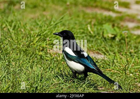 Side view of a common magpie, Pica pica, perched in a meadow, Sofia, Bulgaria Stock Photo