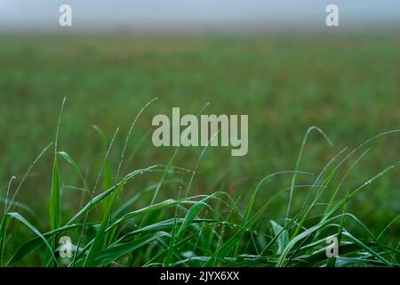 blades of grass with dew drops on the background of a blurry foggy morning meadow Stock Photo