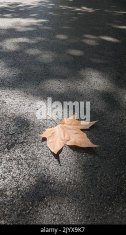 Dry leaf fallen on the asphalt in which the shadow of the tree draws a mosaic of light and shadow. Upright photography. Copyspace. Selective focus. Stock Photo
