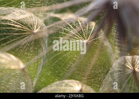 Extreme Macro of Dandelion Seeds in Backlit - shallow DOF on one seed fibers Stock Photo