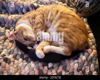 Mika the orange tabby sleeping Stock Photo