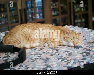 Mika the orange tabby sleeping Stock Photo