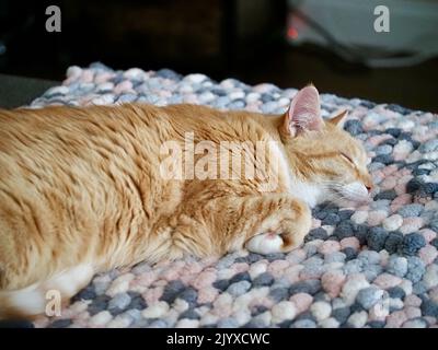 Mika the orange tabby sleeping Stock Photo