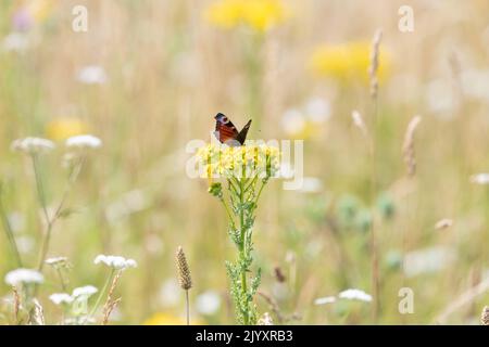 Peacock butterfly (Aglais io) on common ragwort flower in wildflower meadow, England, UK Stock Photo