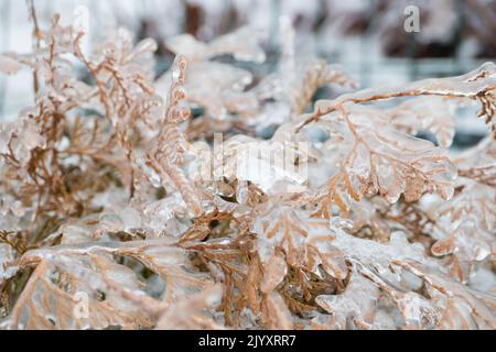 Northern white cedar branches covered with thick layer of ice. Icing rain on the plants. Bad weather in the season between autumn and winter. Freezing Stock Photo