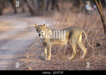 Asiatic lioness portrait in the setting sun in Gir National Park, India Stock Photo