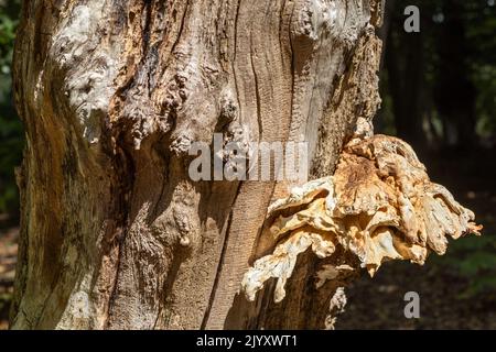 Bracket fungus on dead tree, National Trust, Brownsea Island, Dorset, UK Stock Photo