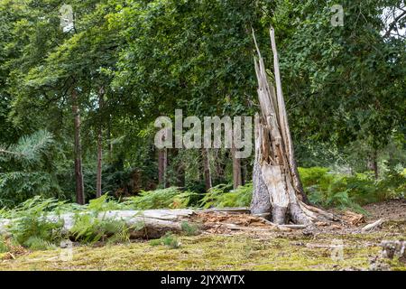 Dead and fallen tree in forest, National Trust, Brownsea Island, Dorset, UK Stock Photo