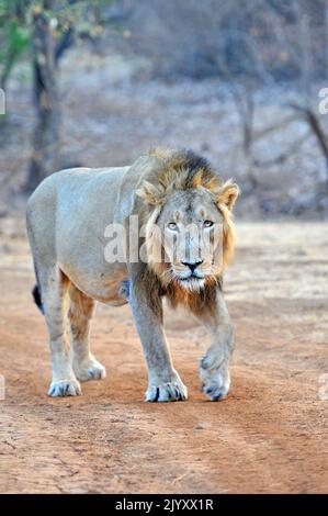 Asiatic Lion walking head on towards the camera in Gir National Park, India Stock Photo