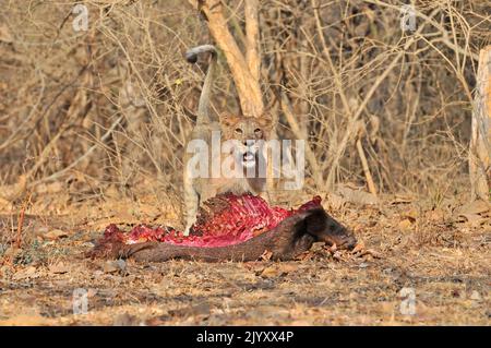 Lion with kill in Gir National Park, India Stock Photo