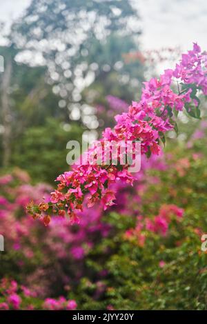 A bush with purple flowers at Royal Botanical Garden Peradeniya in Kandy, Sri Lanka Stock Photo