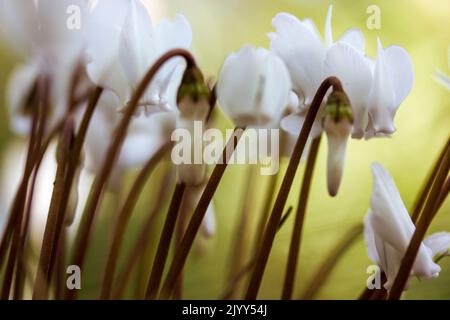 White lilac cyclamen hederifolium flowers grow on forest edge in a botanical garden, park, forest in the wild in summer. Blooms in a national park in Stock Photo