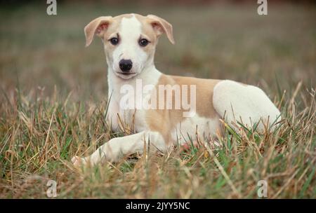 Whippet puppy laying in field outside Stock Photo