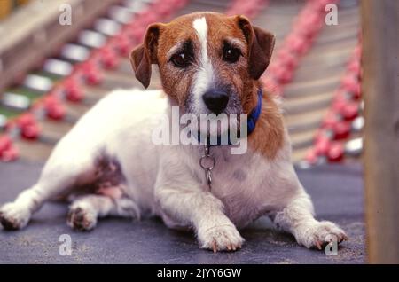 Jack Russell Terrier laying down near playground equipment Stock Photo