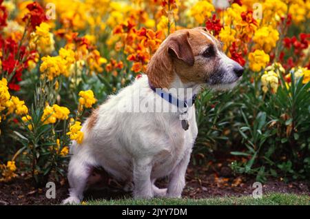 Great Dane in grass field looking back over shoulder Stock Photo