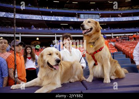 Judy Kessler, wife of NY Mets owner Fred Wilpon with her two Golden Retrievers on the field of Shea Stadium in 2006. Stock Photo