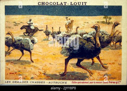 Coloured Illustration depicting a series of animals being hunted entitled 'The Great Hunt'; ostrich. Stock Photo