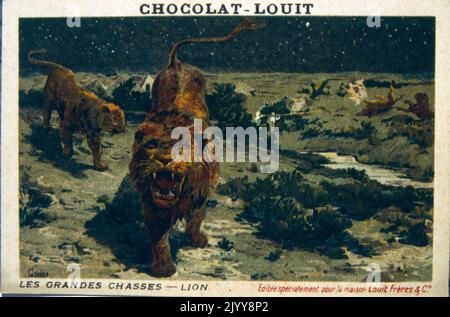 Coloured Illustration depicting a series of animals being hunted entitled 'The Great Hunt'; lions. Stock Photo