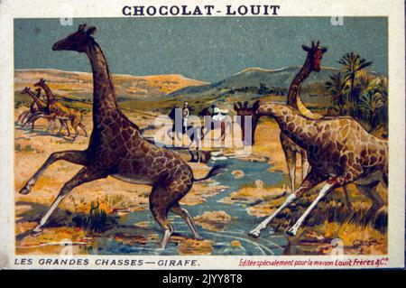 Coloured Illustration depicting a series of animals being hunted entitled 'The Great Hunt'; giraffe. Stock Photo