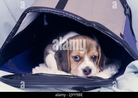 Beagle carrier hotsell