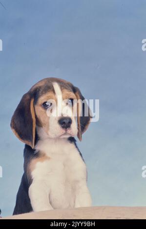 Beagle puppy sitting on blanket in front of light blue background Stock Photo