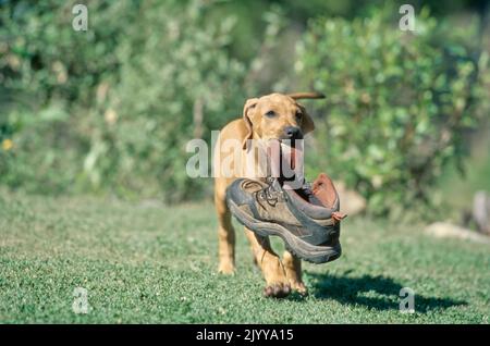 Rhodesian Ridgeback puppy in grass carrying boot in mouth Stock Photo ...