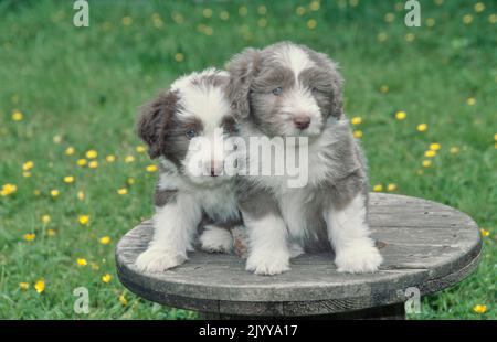 Two Bearded Collie puppies sitting on wooden rope spool outside in grass Stock Photo